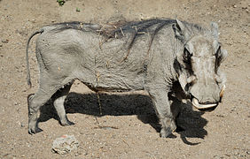Phacochoerus aethiopicus (desert warthog)