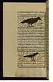 Muhammad ibn Muhammad Shakir Ruzmah-'i Nathani - An Eagle and a Magpie - Walters W659133A - Full Page.jpg