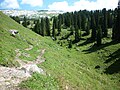 Der Bödmerenwald ist einer der drei letzten, kleinen Urwälder der Schweiz.