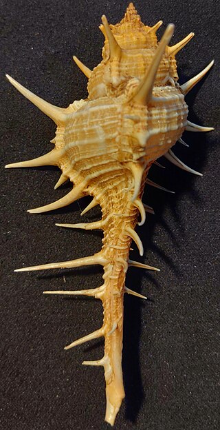<i>Murex africanus</i> Species of gastropod