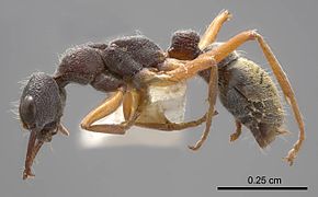 Descripción de la imagen Myrmecia chrysogaster 08112014 antweb1008279 p 1 high.jpg.