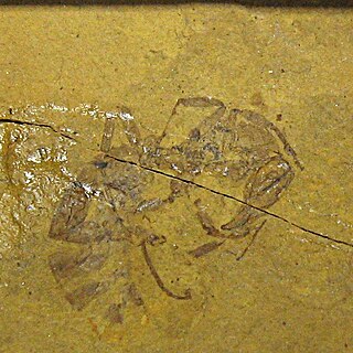 <i>Myrmeciites</i> Extinct genus of ants