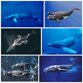 1-й ряд: северный малый полосатик, японский кит; 2-й ряд: синий кит, горбатый кит; 3-й ряд: гренландский кит, серый кит