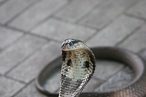 Cobra monoclă