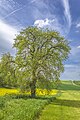 * Nomination Natural monument "Pear tree at the Black Mountain" near Maibach --Plozessor 04:20, 5 April 2024 (UTC) * Promotion  Support Good quality. --PaestumPaestum 08:15, 5 April 2024 (UTC)