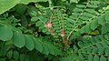 Naga Buana (Phyllanthus pulcher).jpg