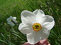 Miniatura para Narcissus poeticus