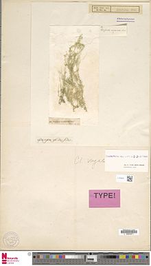 Центр биоразнообразия Naturalis - L.4100521 - Cladophora vagabunda (L.) C.Hoek - Chlorophyceae - Тип растения specimen.jpeg