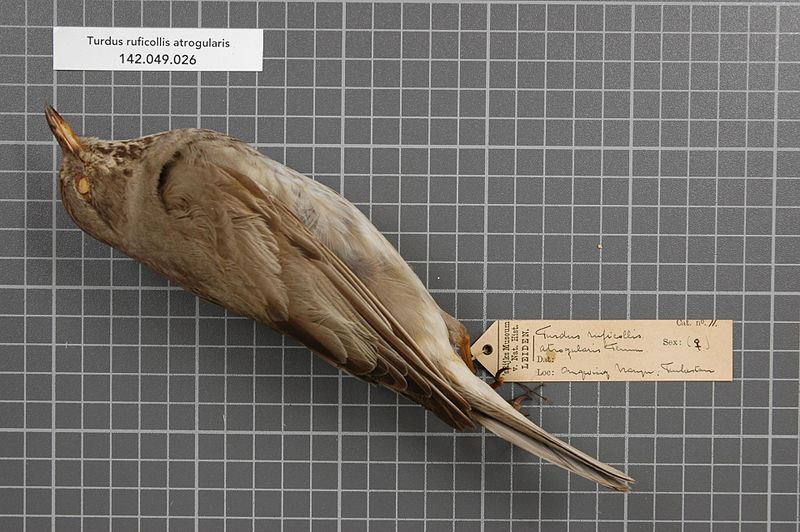 File:Naturalis Biodiversity Center - RMNH.AVES.146416 1 - Turdus ruficollis atrogularis Jarocki, 1819 - Turdidae - bird skin specimen.jpeg