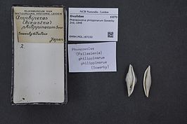 Phenacovolva philippinarum