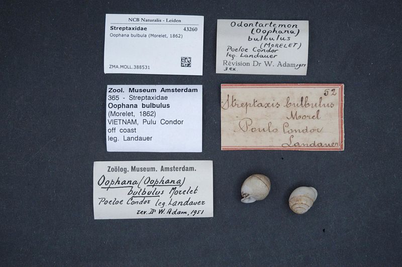 File:Naturalis Biodiversity Center - ZMA.MOLL.388531 - Oophana bulbula (Morelet, 1862) - Streptaxidae - Mollusc shell.jpeg