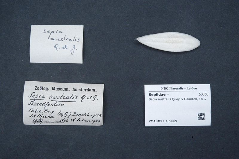 File:Naturalis Biodiversity Center - ZMA.MOLL.409069 - Sepia australis Quoy & Gaimard, 1832 - Sepiidae - Mollusc shell.jpeg