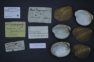 <i>Epioblasma propinqua</i> Species of bivalve