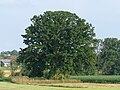 Deutsch: Naturdenkmal 134 „Mayr-Eiche bei Mittermühle“, Emmering-Schalldorf, Landkreis Ebersberg, Bayern