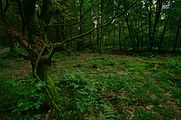 Svenska: Naturreservat Skrylle, Lunds kommun