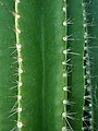 Neobuxbaumia euphorbioides 2020-02-08 7511.jpg