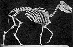 Esqueleto de Hipparion