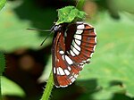 Neptis rivularis – Flügelunterseite