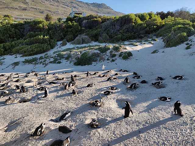 Jackass penguins have a jackass language not so different from English 640px-Nesting_African_Penguins_on_Boulders_Beach