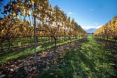 Vineyards. New Zealand, 2006