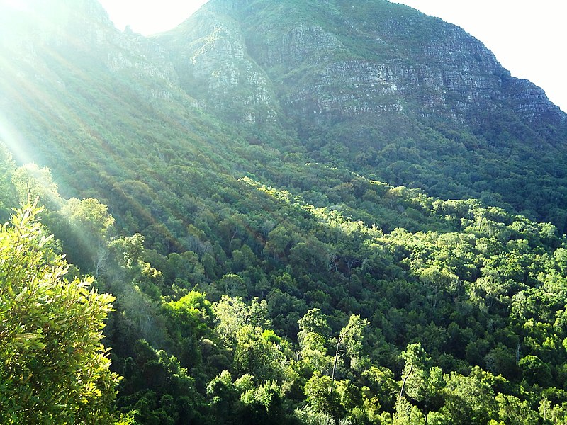 File:Newlands Forest and Devils Peak - Cape Town - SA.JPG