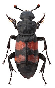 Nicrophorus sepultor.jpg