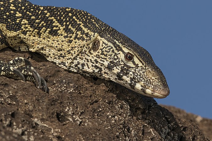 尼羅河巨蜥（Varanus niloticus）。