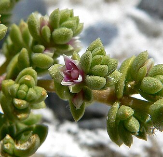 Nitrophila mohavensis in flower. Nitrophila mohavensis 3.jpg