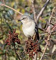 * Nomination Northern mockingbird in Jamaica Bay Wildlife Refuge --Rhododendrites 01:41, 20 December 2021 (UTC) * Promotion  Support Good quality. --Rjcastillo 03:11, 20 December 2021 (UTC)