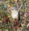 Thumbnail for File:Northern mockingbird in JBWR (50741).jpg