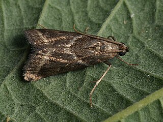 <i>Nyctegretis triangulella</i> Species of moth