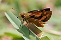 Narrow-brand Grass-dart