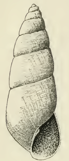 <i>Odostomia baldridgeae</i> Species of gastropod