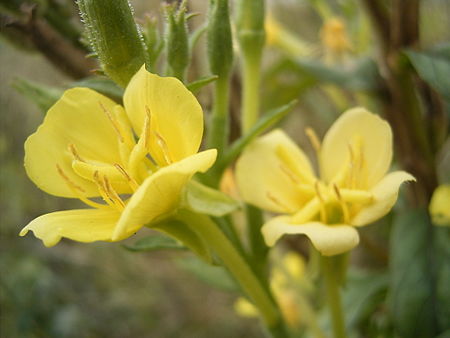 Oenothera parviflora close up flower.jpg