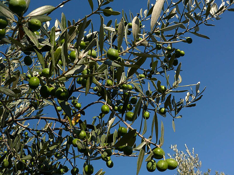 File:Olive z02.jpg