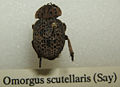 Omorgus scutellaris