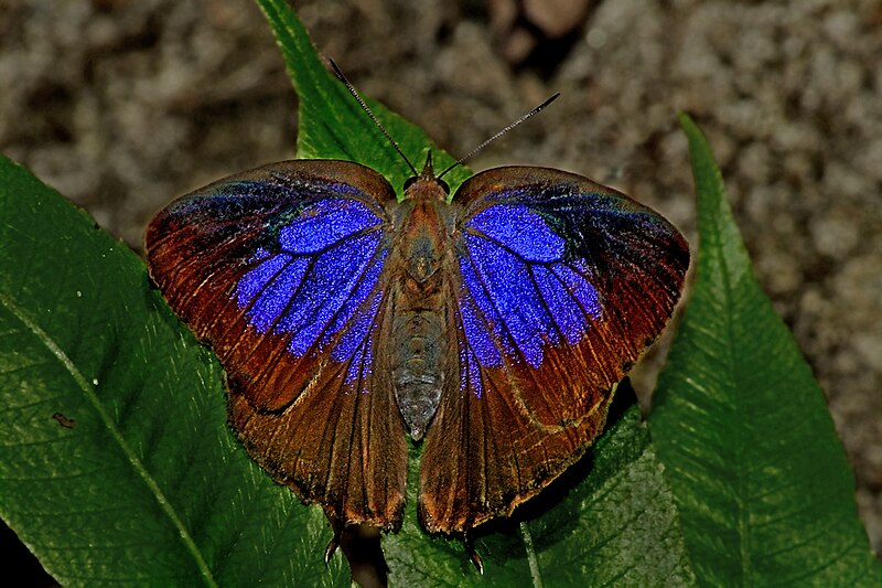 File:Open wing position of Female Flos areste Hewitson, 1862 – Tailless Plushblue 1E7A1652.jpg