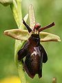 Ophrys × hybrida Germany - Taubergießen