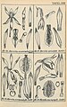 Nervilia plicata Tafel 18 Nr. 57-58 in: Rudolf Schlechter: Orchidaceen von Deutsch Neu-Guinea - Figuren-Atlas (1923-1928)