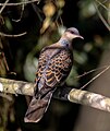 Oriental turtle dove in Nepal (79).jpg