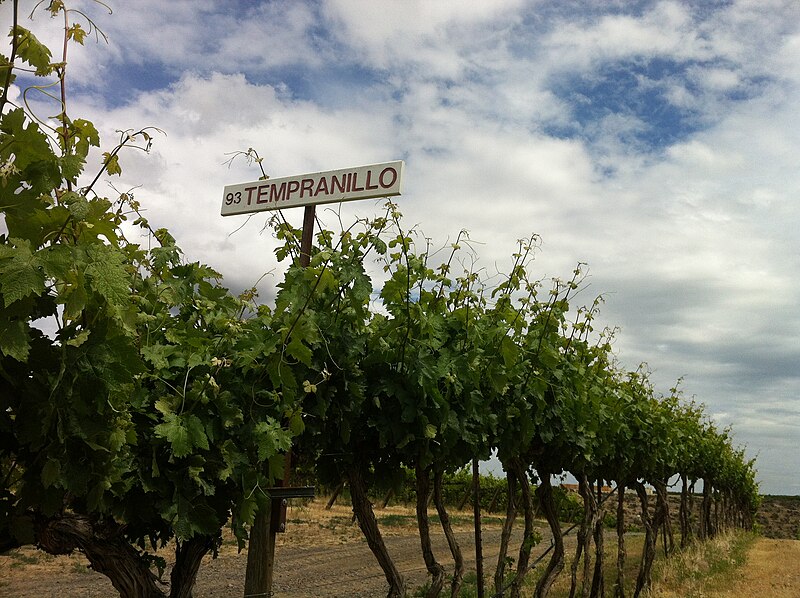 File:Original 1993 Tempranillo plantings at Red Willow.jpg