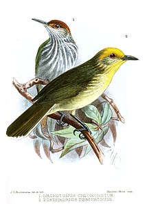 OrthotomusZosterornisKeulemans.jpg