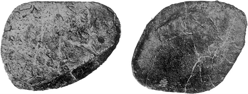 File:Osteoderms of Ankylosaurus.jpg