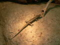  Vulnerable  Otago skink (Oligosoma otagense)