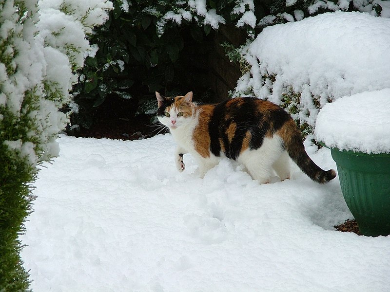 File:Our cat Kitty in the snow - panoramio.jpg