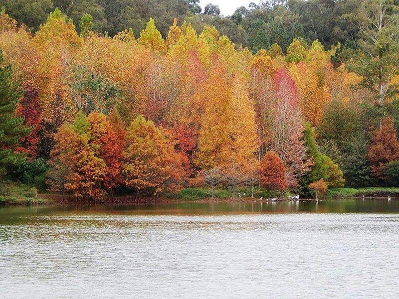 File:Outono em Novo Cabrais, Rio Grande do Sul.jpg