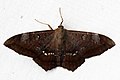 * Nomination Owlet moth (Cyclopis caecutiens), Brazil --Charlesjsharp 14:07, 18 April 2016 (UTC) * Decline I am afraid this one is not a QI, there is a pattern (stripes) of chromatic noise and lack of sharpness --Poco a poco 20:44, 18 April 2016 (UTC) Comment Actually @Poco a poco: the pattern of the white background is the cloth the moth was sitting on - the pattern could be cloned out if you think that's better. Charlesjsharp 22:10, 19 April 2016 (UTC)