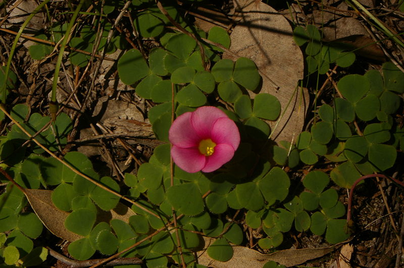 File:Oxalis purpurea gnangarra 01.JPG