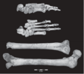Pé, tíbia e fêmus de Homo floresiensis.png