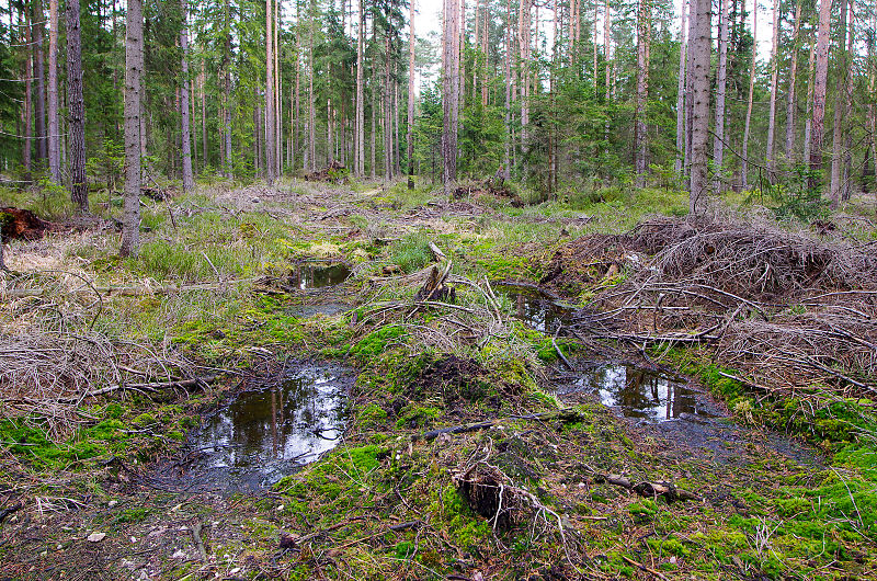 File:Přírodní rezervace V rašelinách (2).jpg